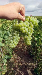 En extérieur, dans les vignes. Une main tient une grosse grappe de raisin blanc de cépage Chardonnay