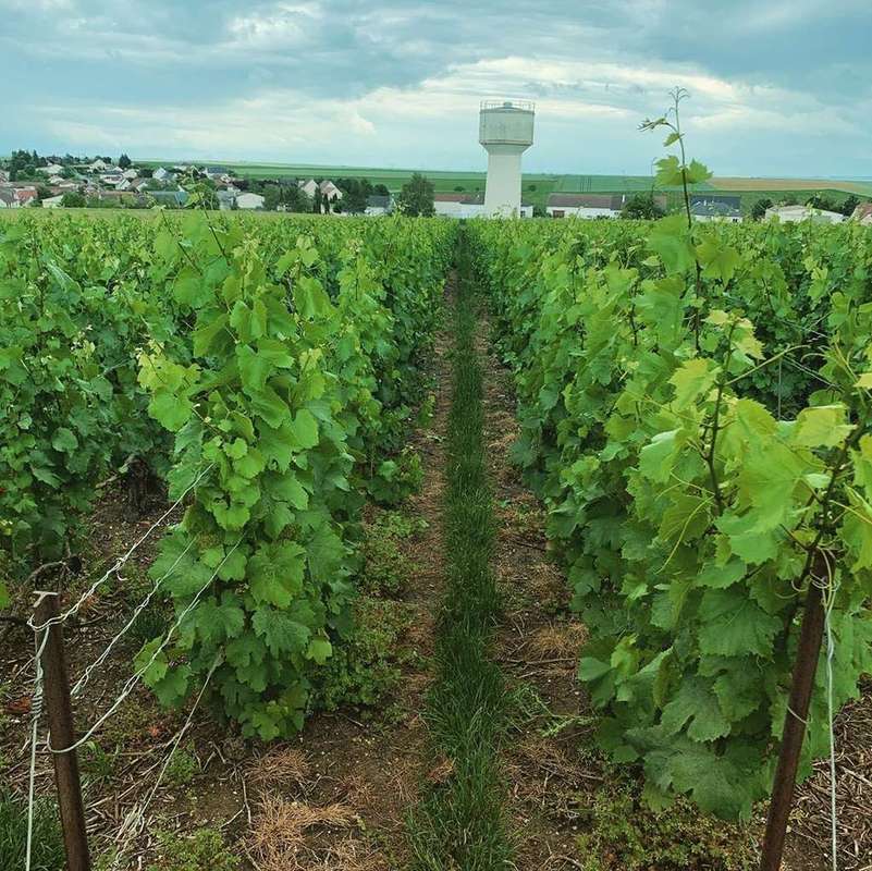 Extérieur. Photographie d'un chemin de vigne. Une vigne à gauche, une vigne à droite, un petit chemin d'herbe entre les deux